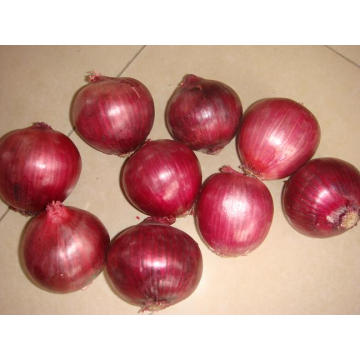 Fresh New Crop Export Good Quality Red Onion